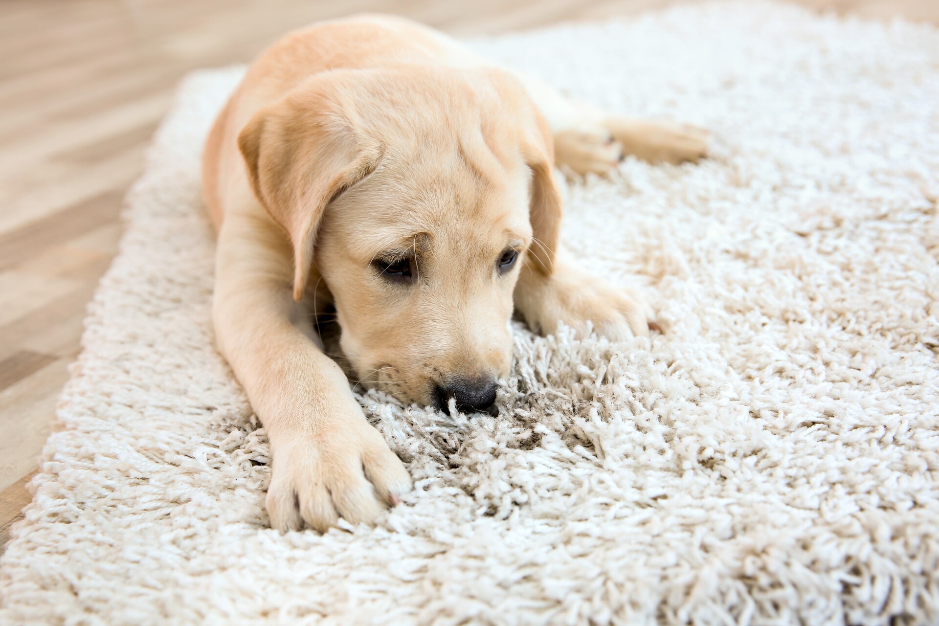 Why Hire Professionals For Safely Deodorizing The Carpet In Pet Friendly Homes